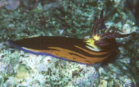 Nembrotha megalocera (Sea Slug)